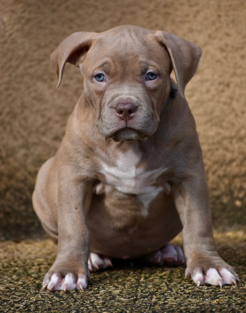 BMF Asilah, American Bully femelle de l'élevage Bully Monster Family