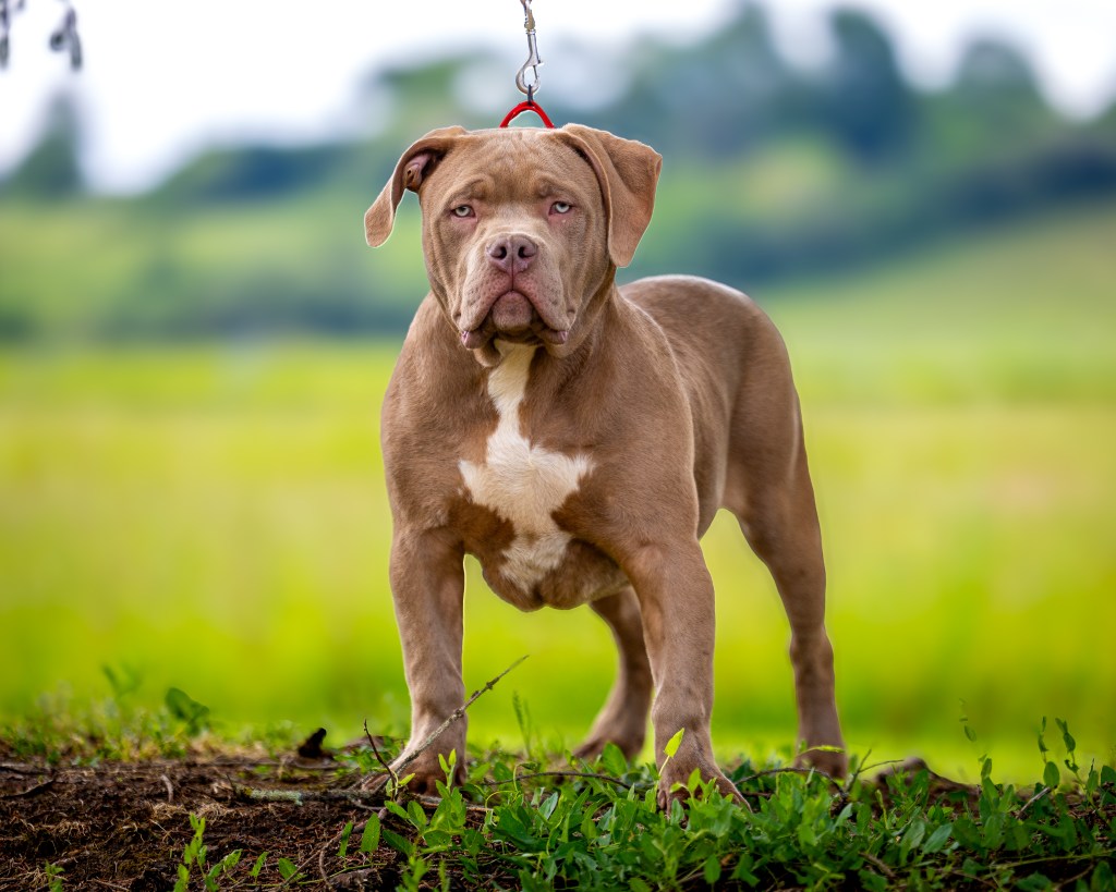 BMF Hayden, American Bully mâle de l'élevage Bully Monster Family