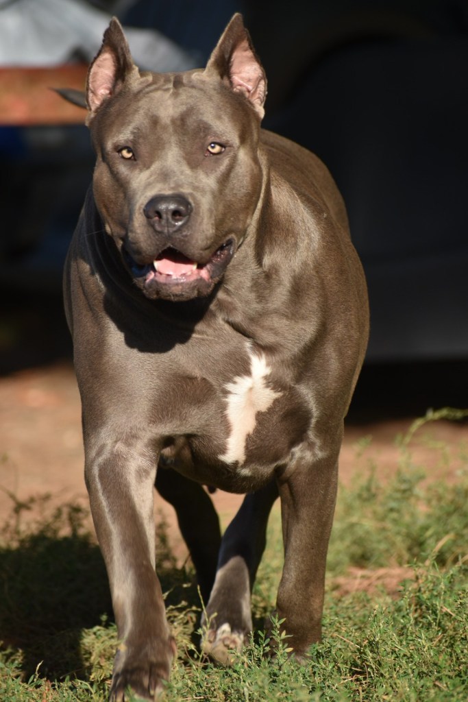 BMF Kalash, American Bully femelle de l'élevage Bully Monster Family