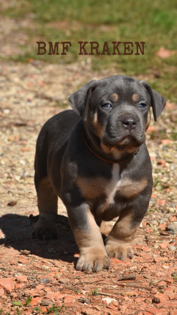 BMF Kraken, American Bully mâle de l'élevage Bully Monster Family